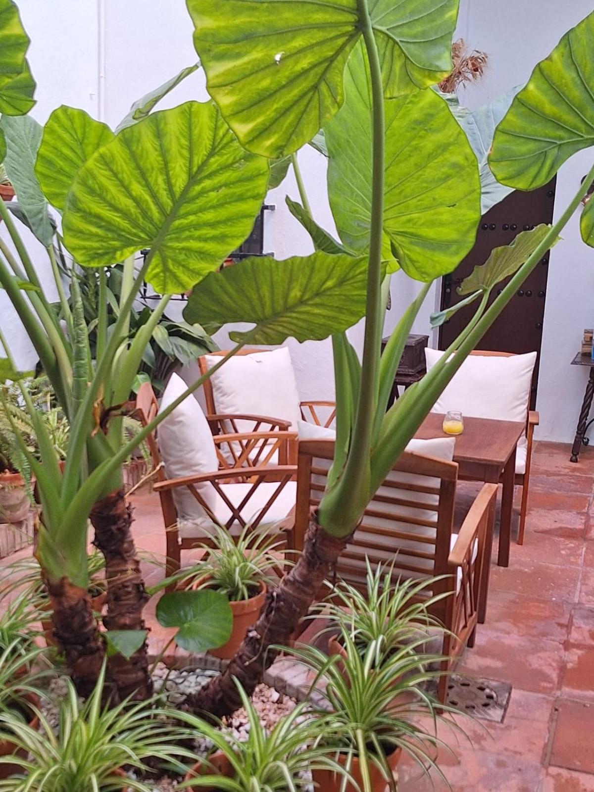 Guest house Gran Capitan *